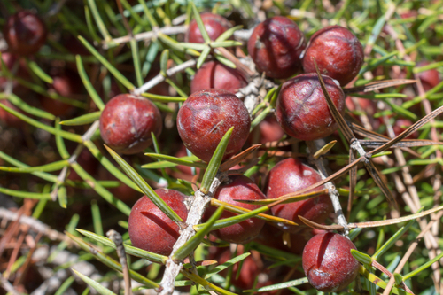 western prickly juniper