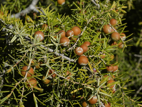 western prickly juniper