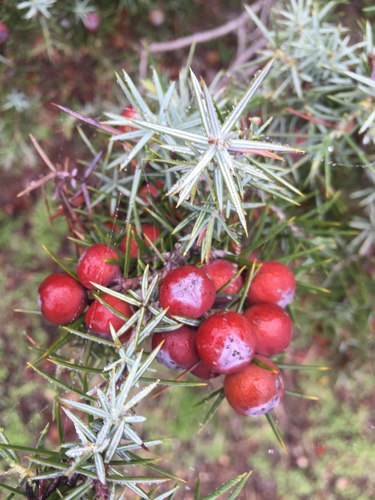 western prickly juniper