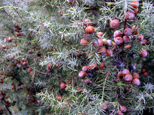 western prickly juniper