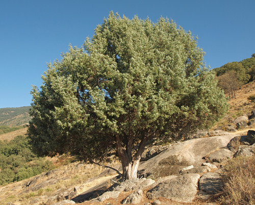 western prickly juniper