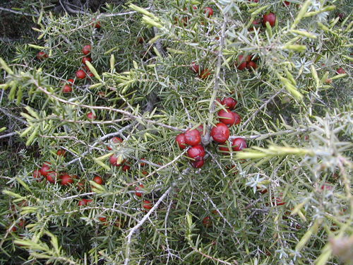 western prickly juniper