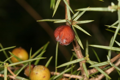 western prickly juniper
