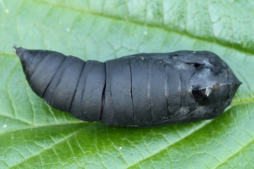 Herald Moth