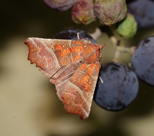 Herald Moth