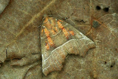Herald Moth