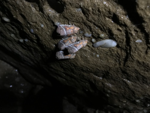 Herald Moth