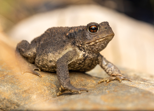 Spiny Toad