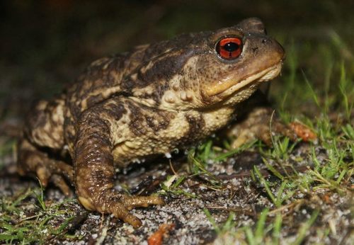 Spiny Toad
