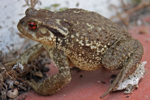 Spiny Toad
