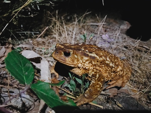 Spiny Toad
