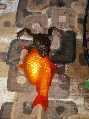 Spiny Toad