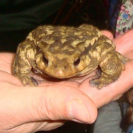 Spiny Toad