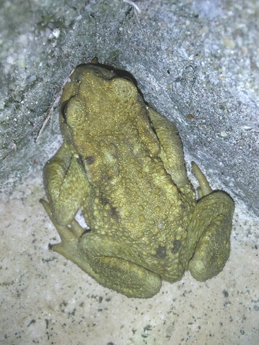 Spiny Toad