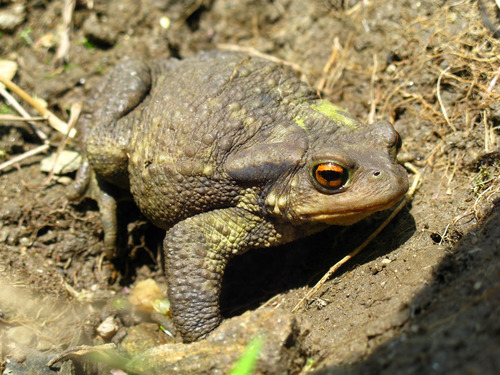 Spiny Toad