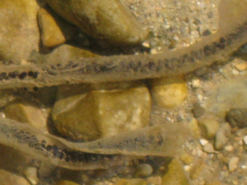 Spiny Toad