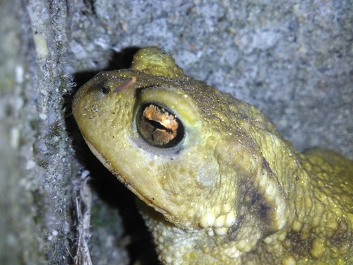 Spiny Toad