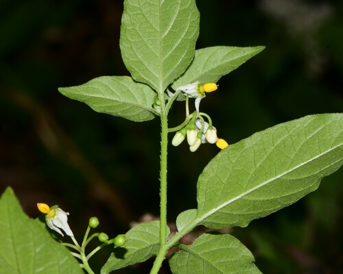 Black Nightshade Complex | Native Nature