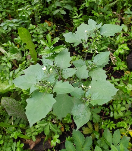 Black Nightshade Complex | Native Nature