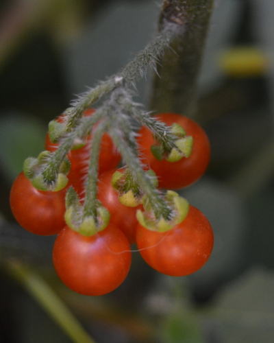 Black Nightshade Complex | Native Nature
