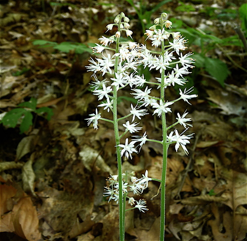 Creeping Foamflower