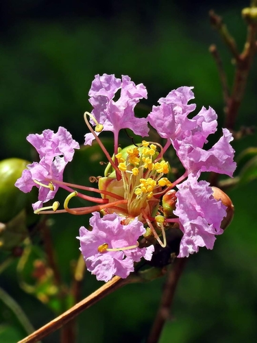 Crape-myrtle