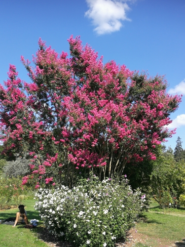 Crape-myrtle
