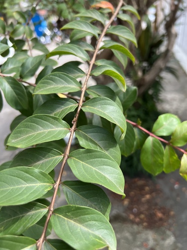 Crape-myrtle