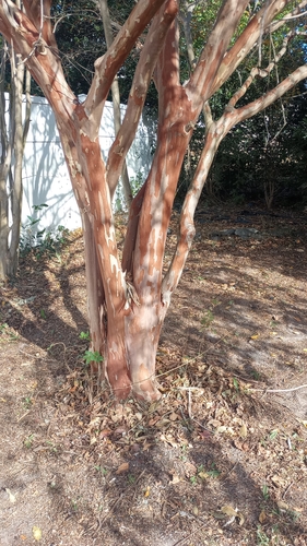 Crape-myrtle