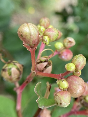 Crape-myrtle
