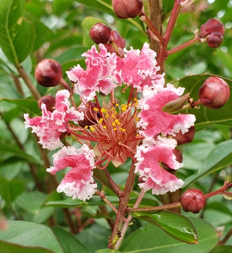 Crape-myrtle