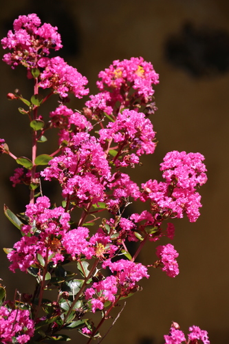 Crape-myrtle