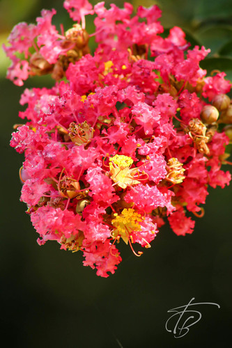 Crape-myrtle