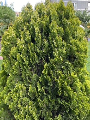 Chinese arborvitae