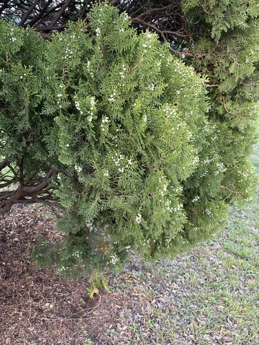 Chinese arborvitae