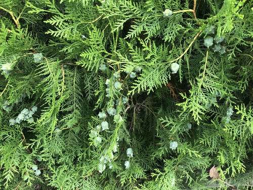 Chinese arborvitae