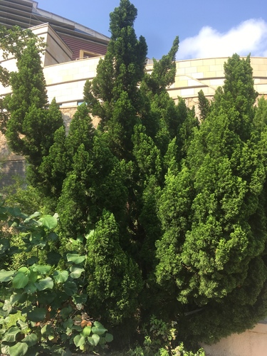 Chinese arborvitae