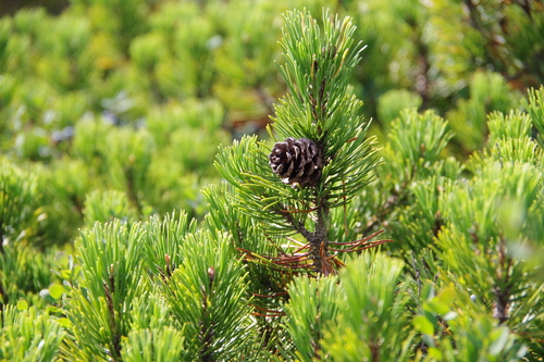 mountain pine