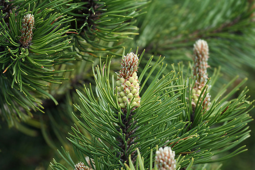 mountain pine