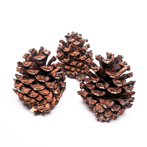 mountain pine