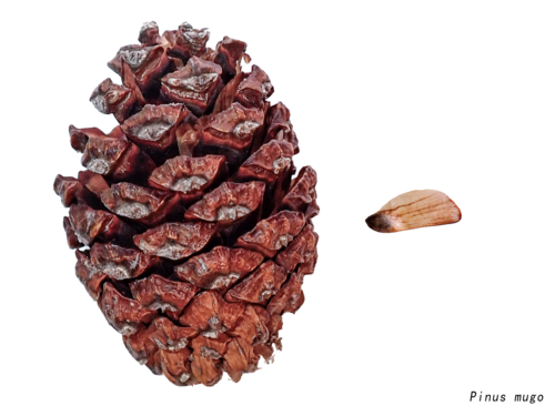 mountain pine