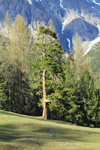 mountain pine