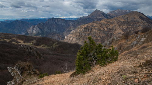 mountain pine