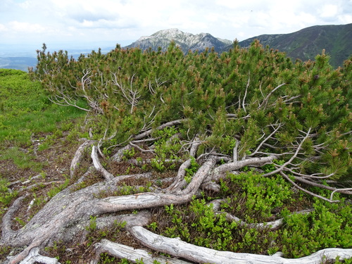 mountain pine