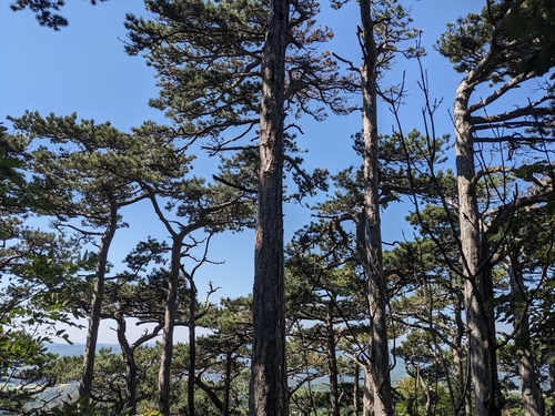 black pine