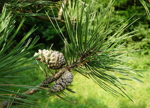 black pine