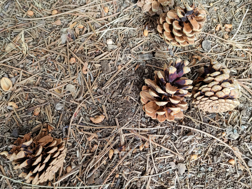 black pine