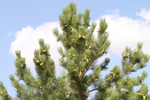 black pine
