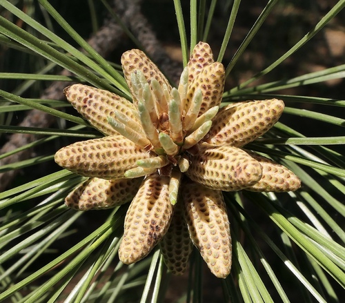 black pine