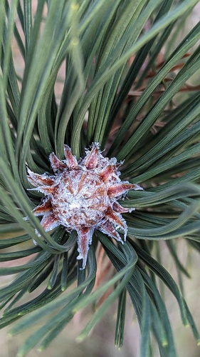 black pine